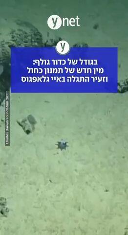 בגודל של כדור גולף: מין חדש של תמנון כחול וזעיר התגלה באיי גלאפגוס
