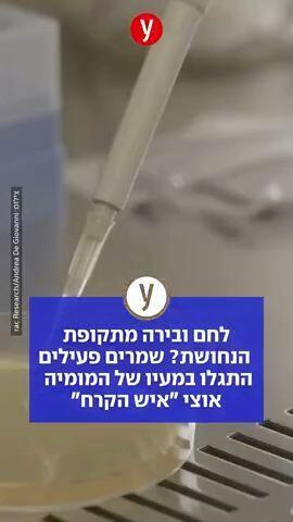 לחם ובירה מתקפת הנחשות? שמרים פעילים התגלו במעיו של המומיה אוצי "איש הקרח"