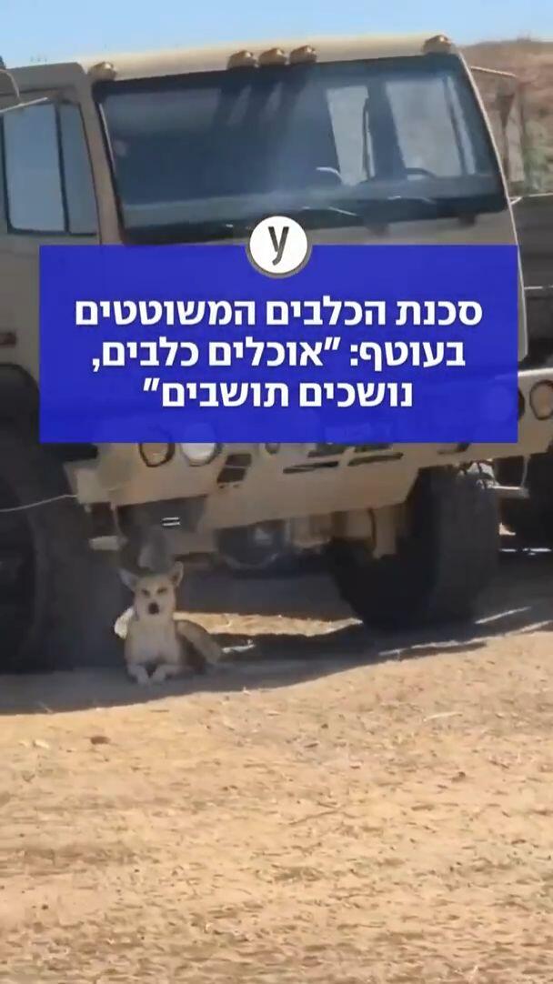 סכנת הכלבים המשוטטים בעוטף: אוכלים כלבים ונושכים תושבים 