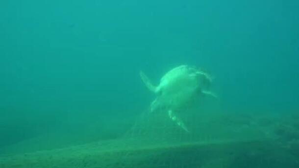The sea turtle and grouper fish that were fatally trapped in a fishing net.