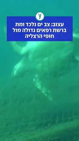 עצוב: צב ים נלכד ומת ברשת רפאים גדולה מול חופי הרצליה