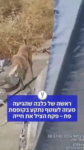 ראשה של כלבה שהגיעה מעזה לעוטף נתקע בקופסת פח - פקח הציל את חייה
