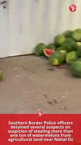 Watermelon theft vertical