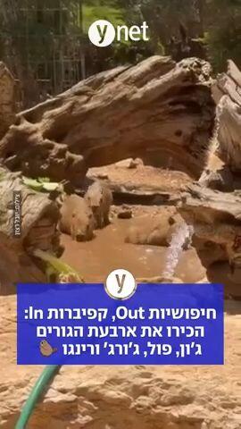 חיפושיות OUT, קפיברות IN: הכירו את ארבעת הגורים ג'ון, פול, ג'ורג', וגרינגו 
