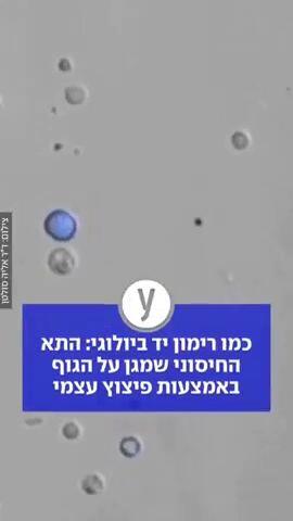 כמו רימון יד ביולוגי: התא החיסוני שמגן על הגוף באמצעות פיצוץ עצמי