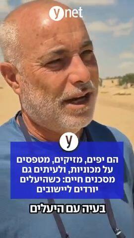 הם יפים, מזיקים, מטפסים על מכוניות, ולעיתים גם מסכנים חיים: כשהיעלים יורדים ליישובים
