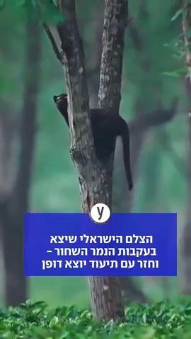 הצלם הישראלי שיצא בעקבות הנמר השחור - וחזר עם תיעוד יוצא דופן