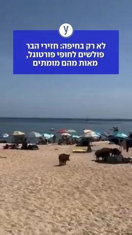 לא רק בחיפה: חזירי הבר פולשים לחופי פורטוגל, מאות מהם מומתים