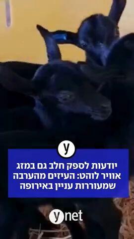  יודעות לספק חלב גם במזג אוויר לוהט: העיזים מהערבה שמעוררות עניין באירופה