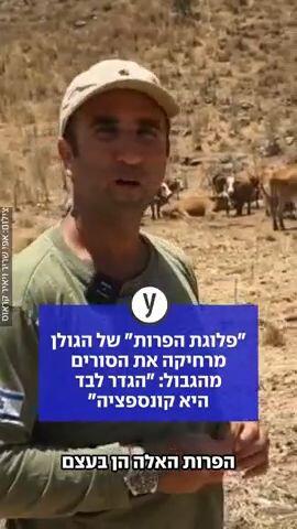 "פלוגת הפרות" של הגולן מרחיקה את הסורים מהגבול: "הגדר לבד היא קונספציה"