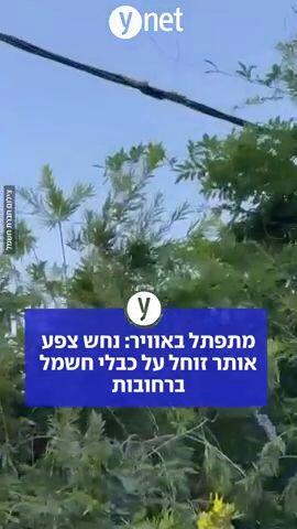 מתפתל באוויר: נחש צפע אותר זוחל על כבלי חשמל ברחובות