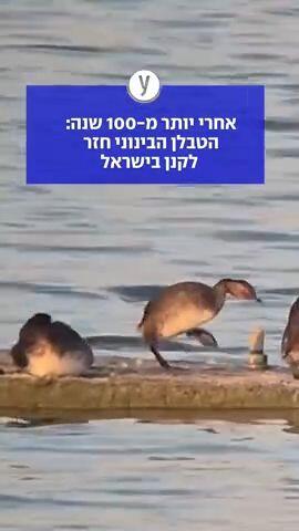 אחרי יותר מ-100 שנה: הטבלן הבינוני חזר לקנן בישראל