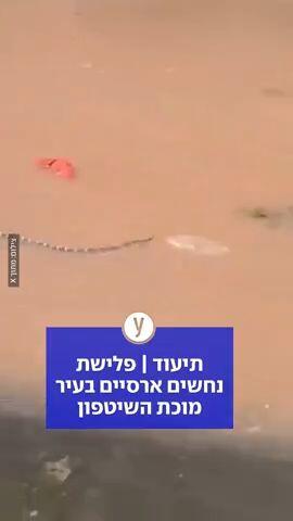 תיעוד | פלישת נחשים ארסיים בעיר מוכת השיטפון