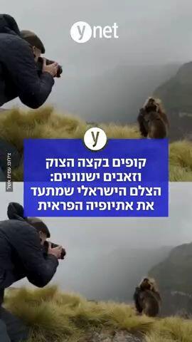 קופים בקצה הצוק וזאבים ישנוניים: הצלם הישראלי שמתעד את אתיופיה הפראית