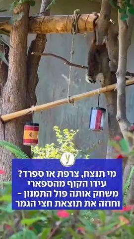 מי תנצח, צרפת או ספרד? עידו הקוף מהספארי משחק אותה פול התמנון - וחוזה את תוצאת חצי הגמר