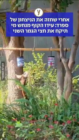 עידו הקוף מנחש מי תיקח את חצי הגמר השני