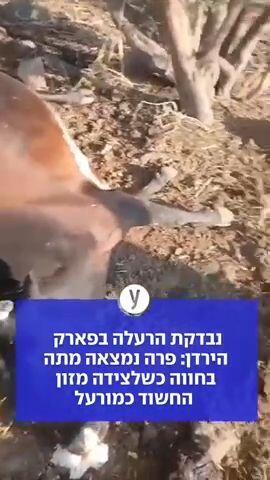 נבדקת הרעלה בפארק הירדן: פרה נמצאה מתה בחווה כשלצידה מזון החשוד כמורעל
