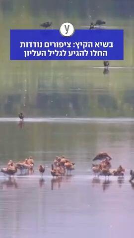 בשיא הקיץ: ציפורים נודדות החלו להגיע לגליל העליון