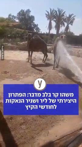 משהו קר בלב מדבר: הפתרון היצירתי של ליר ושניר הנאקות לחודשי הקיץ