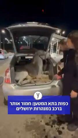 כפות בתא המטען: חמור אותר ברכב במנהרות ירושלים