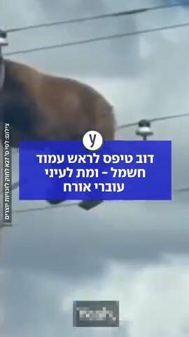 דוב טיפס לראש עמוד חשמל - ומת לעיני עוברי אורח