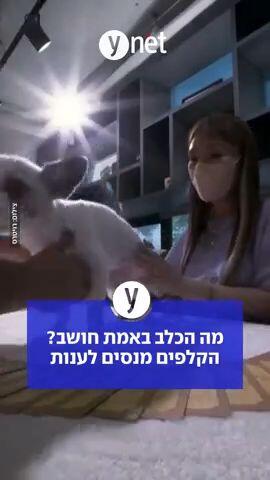 מה הכלב באמת חושב? הקלפים מנסים לענות