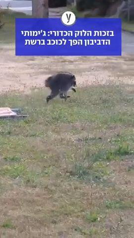 בזכות הלוק הכדורי: ג׳ימותי הדביבון הפך לכוכב ברשת