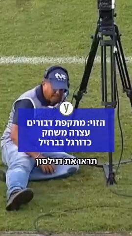 הזוי: מתקפת דבורים עצרה משחק כדורגל בברזיל