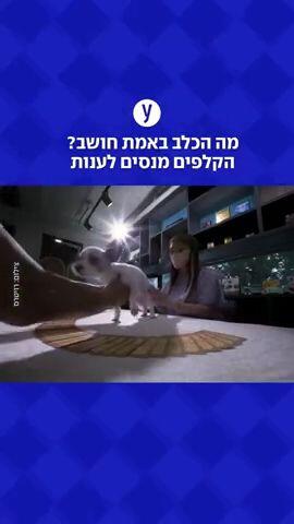 מה הכלב באמת חושב? הקלפים מנסים לענות 