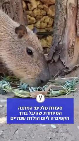 סעודת מלכים: המתנה המיוחדת שקיבל ברוך הקפיברה ליום הולדת שנתיים