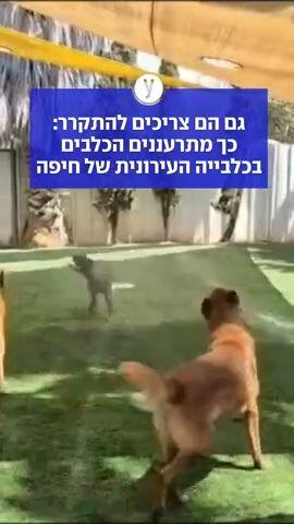 גם הם צריכים להתקרר: כך מתרעננים הכלבים בכלבייה העירונית של חיפה