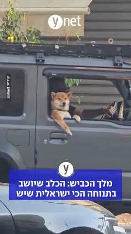 מלך הכביש: כלב נצפה בתנוחה הכי ישראלית שיש