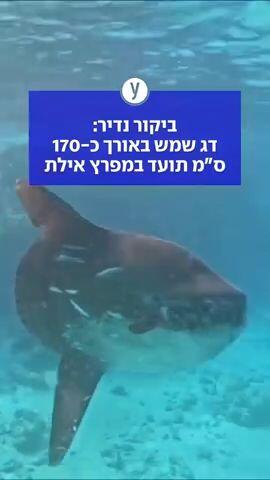 ביקור נדיר: דג שמש באורך כ-170 ס"מ תועד במפרץ אילת