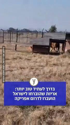 אריות הועברו לדרום אפריקה
