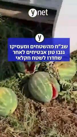 שב"ח מהשטחים ומעסיקו גנבו טון אבטיחים לאחר שחדרו לשטח חקלאי