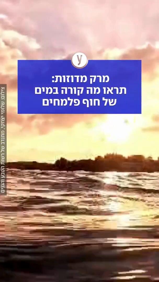 מרק מדוזות: תראו מה קורה במים של חוף פלמחים
