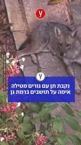 נקבת תן עם גורים מטילה אימה על תושבים ברמת גן