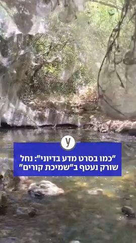 "כמו בסרט מדע בדיוני": נחל שורק נעטף ב"שמיכת קורים"