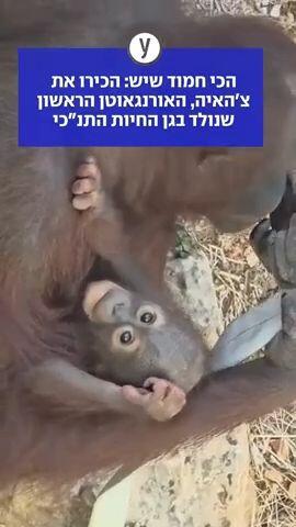 הכי חמוד שיש: הכירו את צ'האיה, האורנגאוטן הראשון שנולד בגן החיות התנ"כי