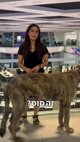 "זה כלב או סוס?": הכירו את פדינגטון, הענק שמסובב ראשים