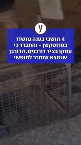 4 תושבי בענה נחשדו בפרוטקשן - והתברר כי עסקו בציד דורבנים, הדורבן שנמצא שוחרר לחופשי