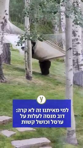 למי מאיתנו זה לא קרה: דוב מנסה לעלות על ערסל וכושל קשות