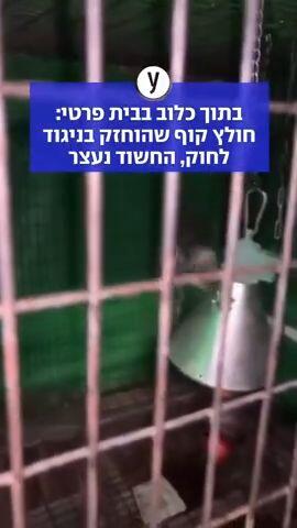 בתוך כלוב בבית פרטי: חולץ קוף שהוחזק בניגוד לחוק, החשוד נעצר