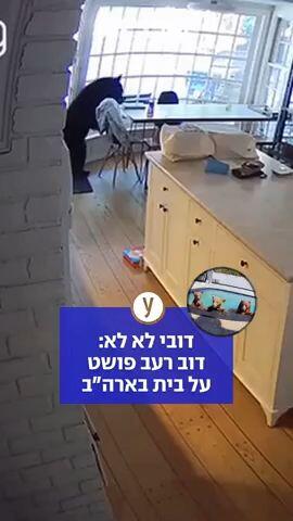 דובי לא לא: דוב רעב פושט  על בית בארה״ב