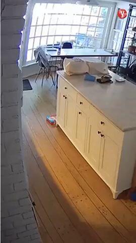 Hungry bears invade homes across US West
