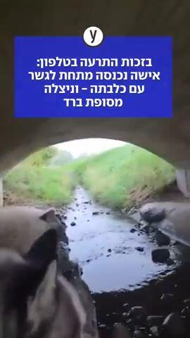 בזכות התרעה בטלפון: אישה נכנסה מתחת לגשר עם כלבתה - וניצלה מסופת ברד