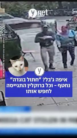 איפה ג׳בל? ״חתול בוגדה״ נחטף - וכל ברוקלין התגייסה לחפש אותו