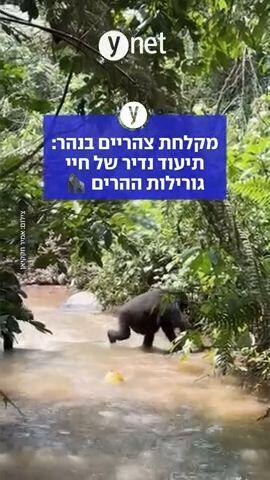 מקלחת צהריים בנהר: תיעוד נדיר של חיי גורילות ההרים