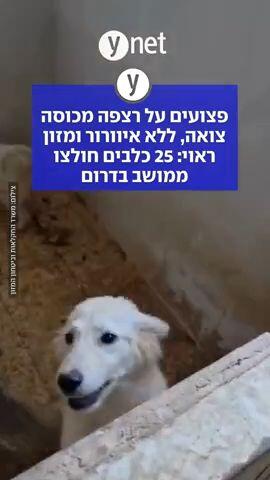פצועים על רצפה מכוסה צואה, ללא איוורור ומזון ראוי: 25 כלבים חולצו ממושב בדרום