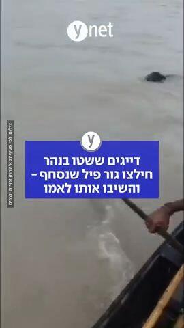 דייגים ששטו בנהר חילצו גור פיל שנסחף - והשיבו אותו לאמו 